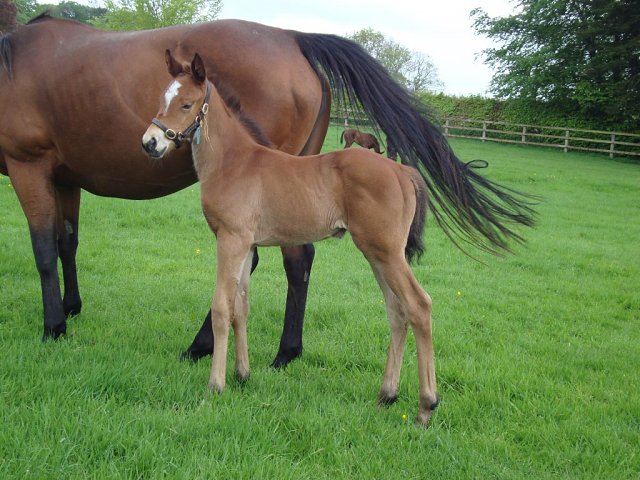 Bintaziza wins on racecourse debut at Newcastle on 19th April 2026