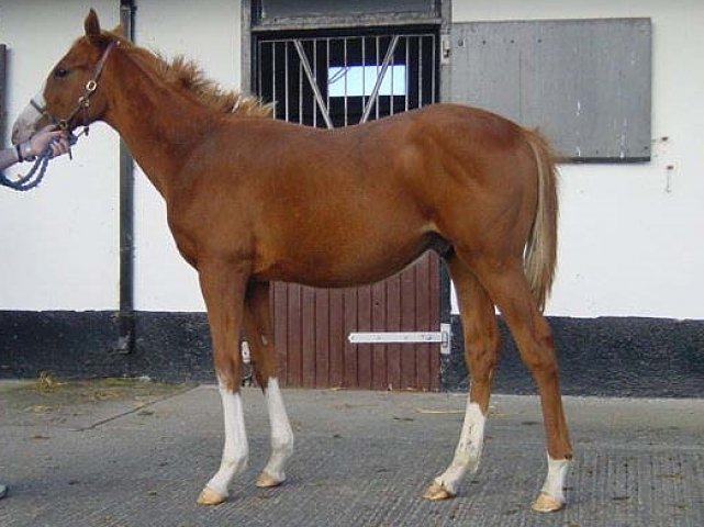 Blue Ridge Lane wins at Tramore