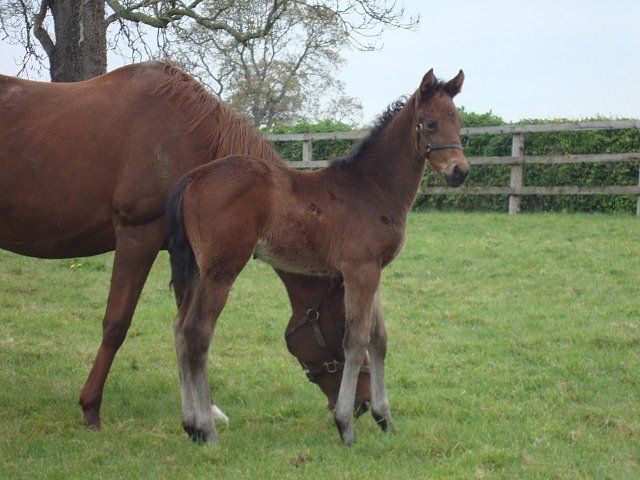 Bobbie's Girl third at Carlisle