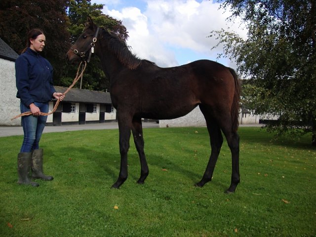 Bodak wins at Dundalk on 29th November 2019