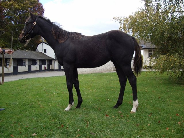 Bodak Yellow wins at Madrid, Spain on 8th July 2021