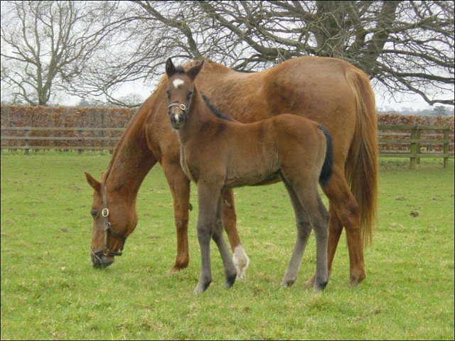 Boudoir third at Lingfield