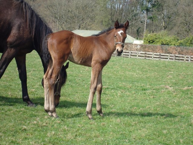 Bowditch wins at Lingfield