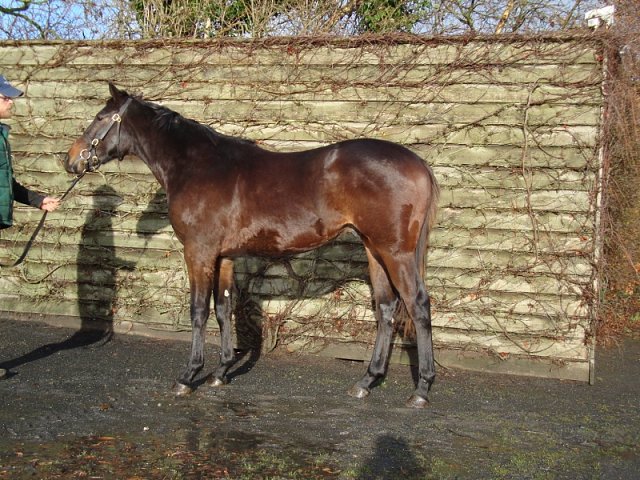 Bowling Russian wins at Lingfield on 25th November 2020