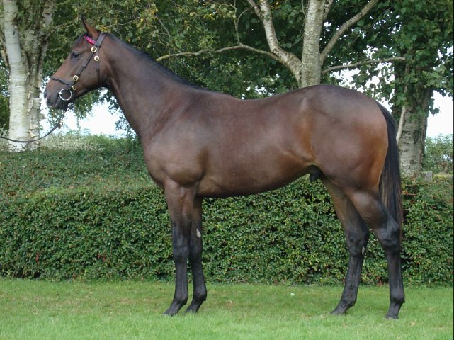 Boxtel second at Newmarket on 17th August 2024