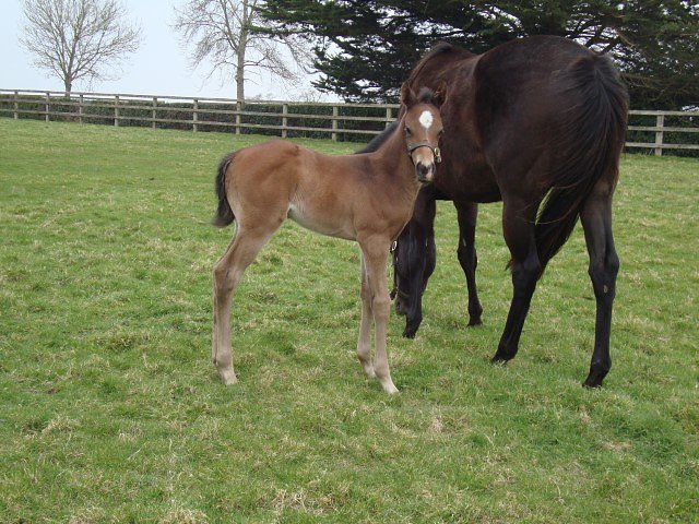 Boxtel second at Newmarket on 17th August 2024