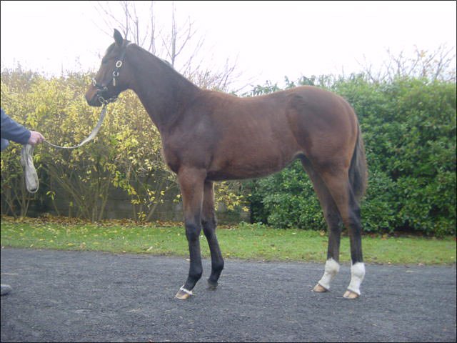 Bravo King second at Folkestone