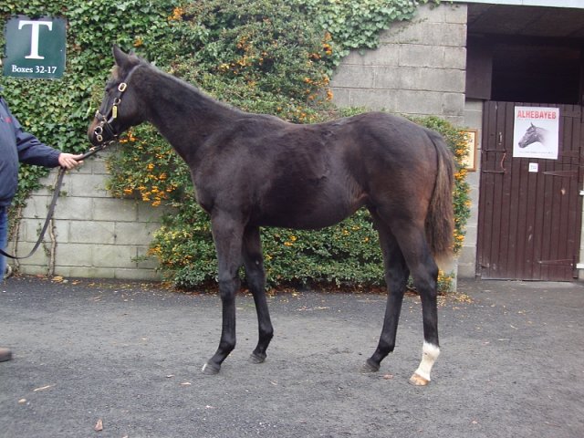 Burnage Boy third at Newcastle on 14th February 2023