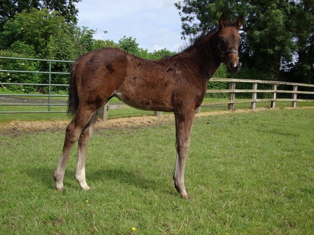 Burnage Boy third at Newcastle on 14th February 2023