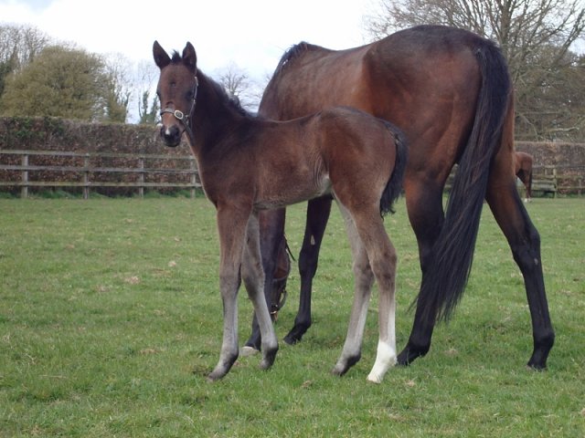 Burnage Boy third at Newcastle on 14th February 2023