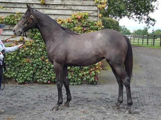 Callistan wins at Tramore