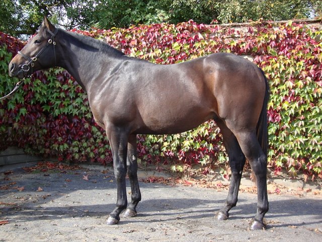 Cape Speed wins at Chelmsford