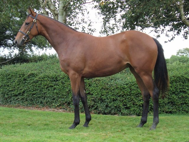 Cappoquin wins at Wolverhampton on 12th December 2022