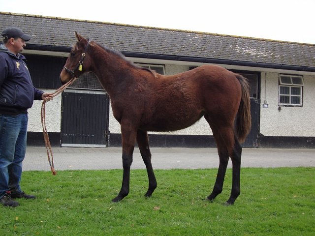 Cappoquin wins at Wolverhampton on 12th December 2022