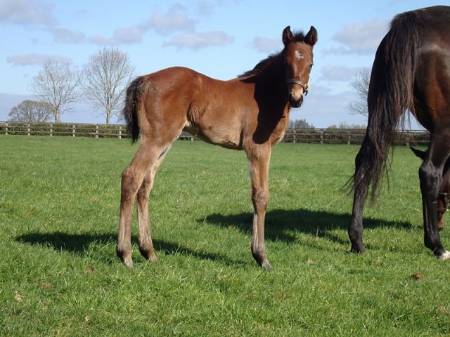 Cappoquin wins at Wolverhampton on 12th December 2022