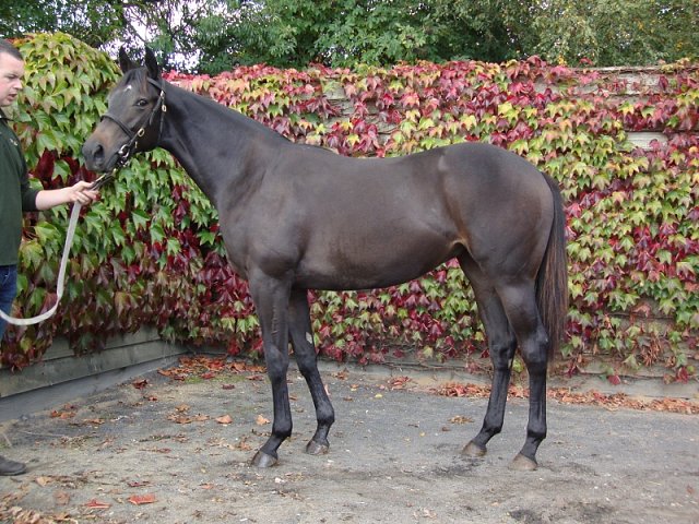 Capricious Cantor third on racecourse debut