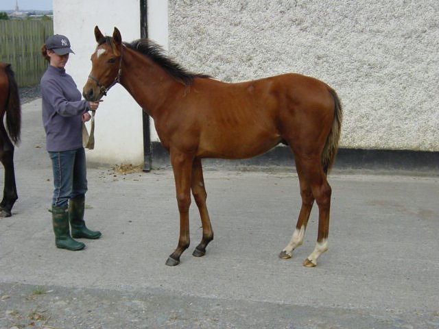 Captain Oats third at Chepstow