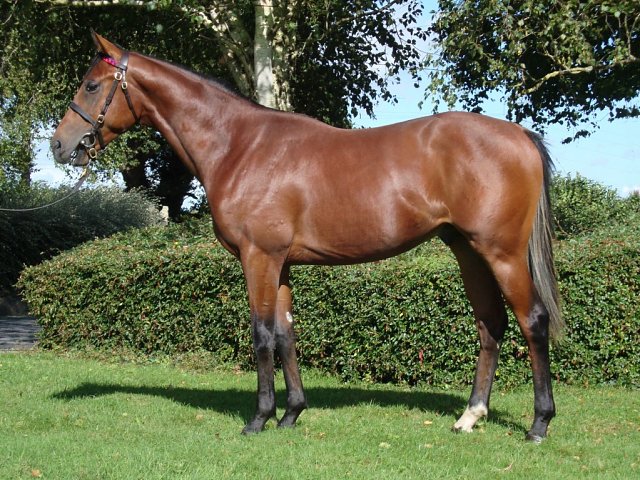 Ceilings second at Florence on 14th April 2026