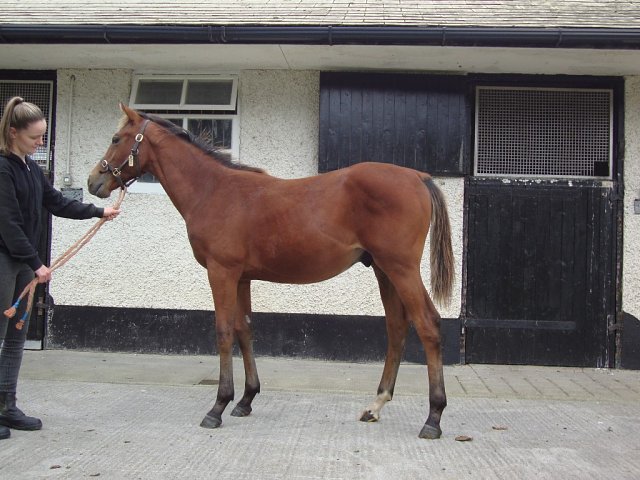 Ceilings wins at Pisa, Italy on 30th October 2025