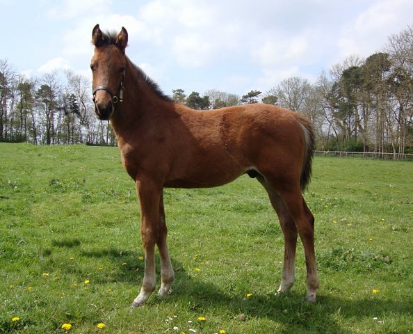 Ceilings wins at Pisa, Italy on 30th October 2025