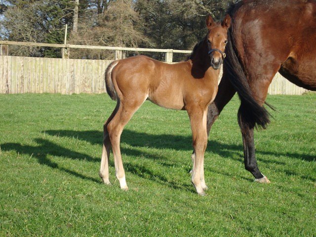 Ceilings second at Florence on 14th April 2026