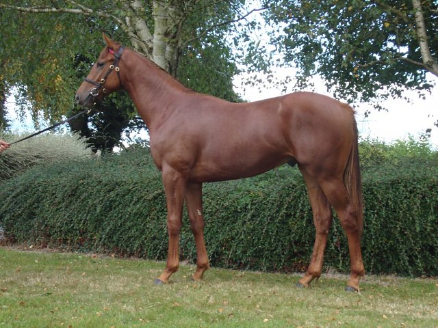 Chapel Lane second at Killarney on 21st August 2026