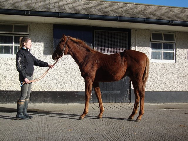 Chapel Lane third at Navan on 13th July 2025