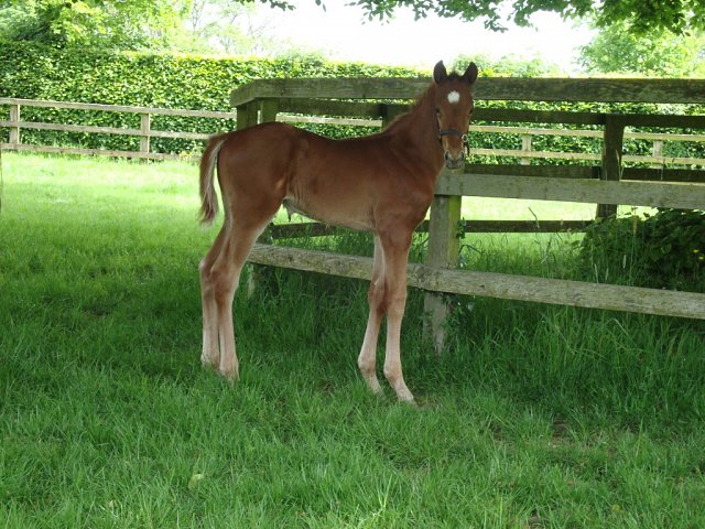 Chapel Lane second at Killarney on 21st August 2026