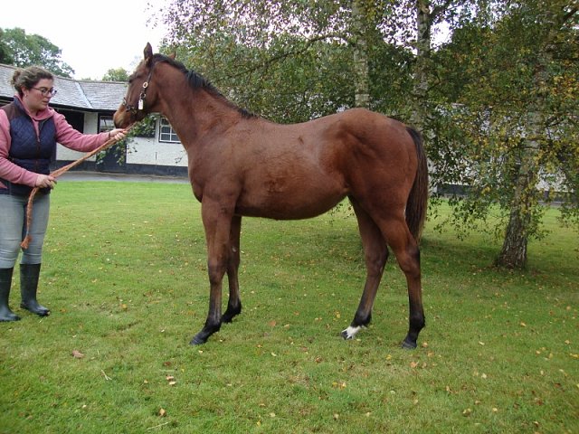 Chapman second at Lingfield on 27th October 2023