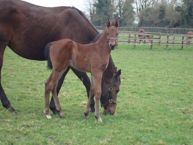Chapman second at Lingfield on 27th October 2023