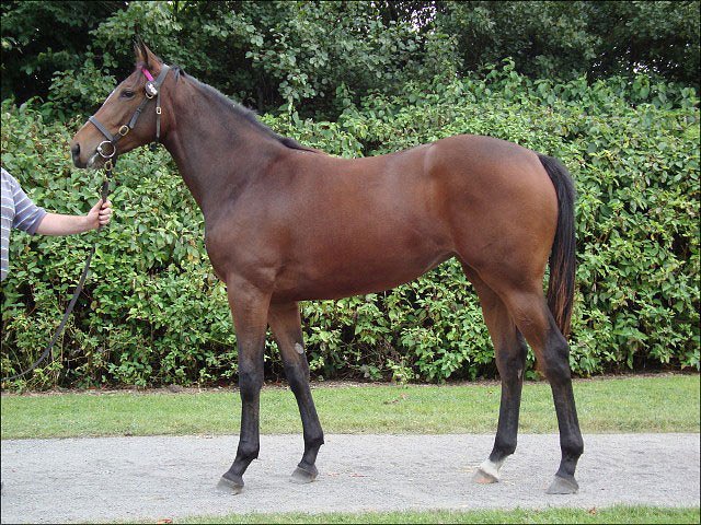 Chatterer second at Newmarket