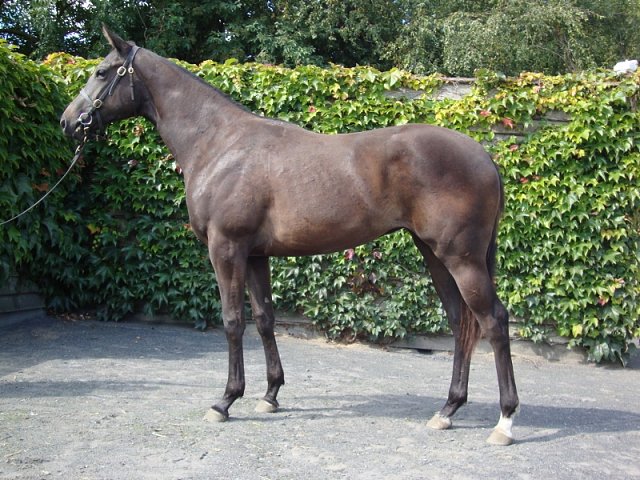 Cheerfilly second at Musselburgh