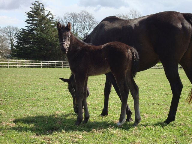 Cheerfilly wins at Leicester