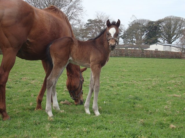 Chiavari second at Chepstow on 29th June 2021