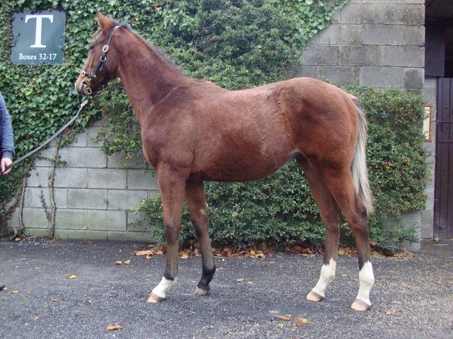 Christopher Wood wins on racecourse debut