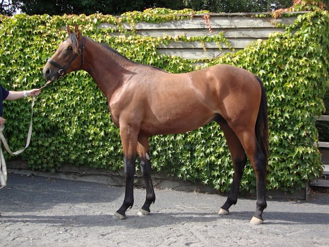 Clouds At Night third in Listed Race