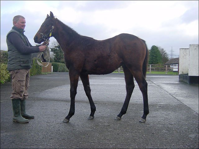Con Artist second at Meydan