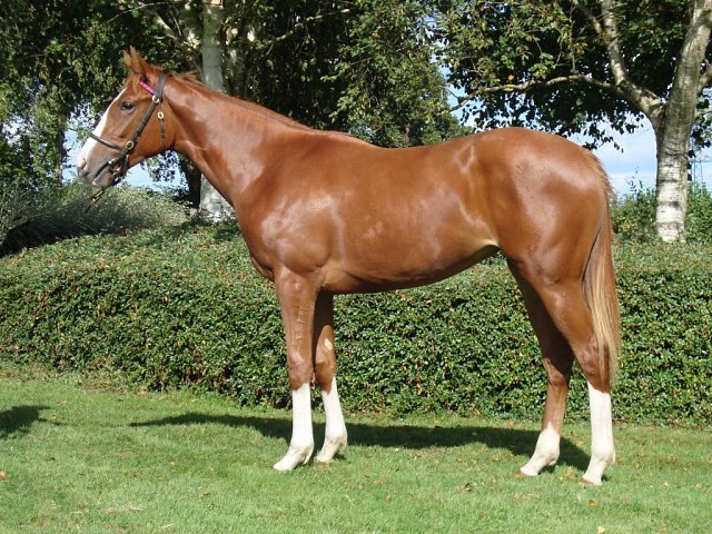 Consent wins on racecourse debut at Thirsk on 30th August 2024