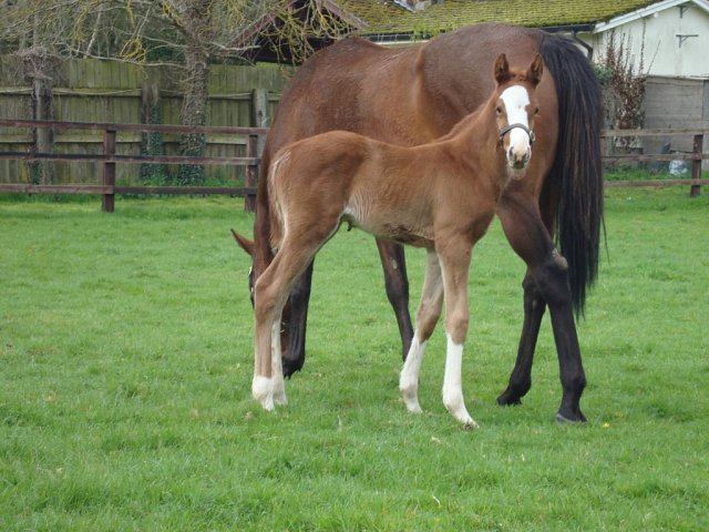 Consent wins on racecourse debut at Thirsk on 30th August 2024