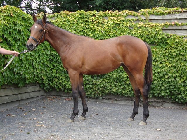Could Should Would third at the Curragh