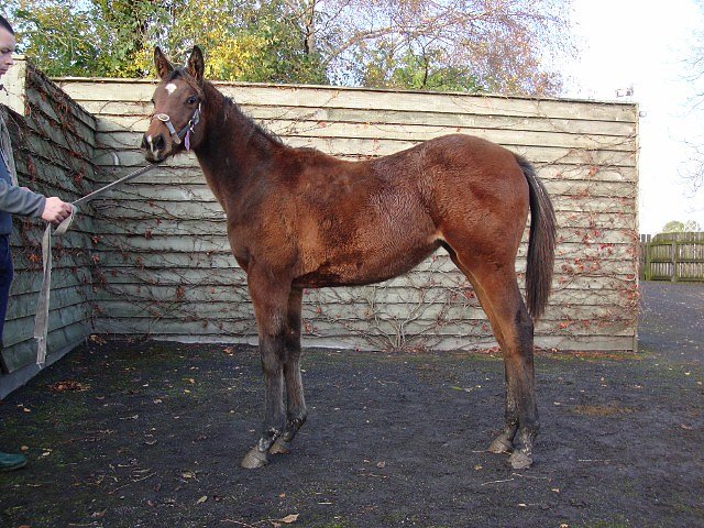 Could Should Would third at the Curragh