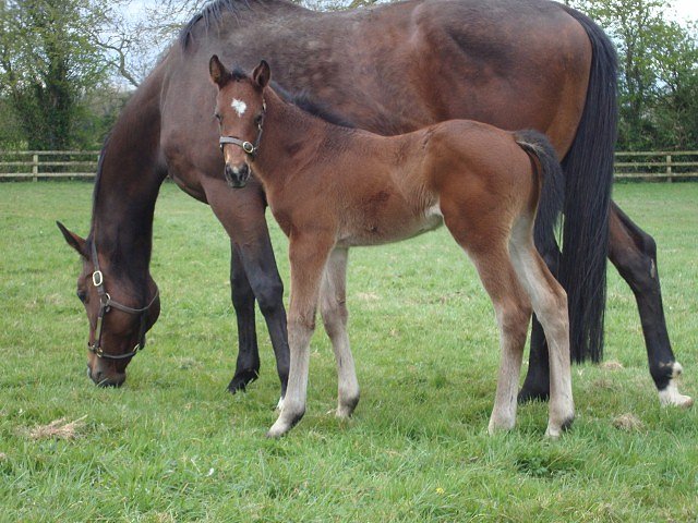 Could Should Would third at the Curragh