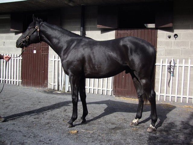 Coup de Gold third at Southwell on 11th March 2021