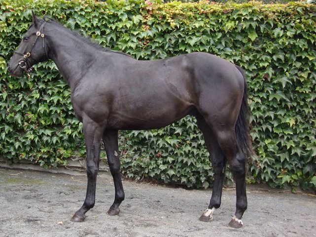 Coup de Gold third at Beverley on 22nd June 2021