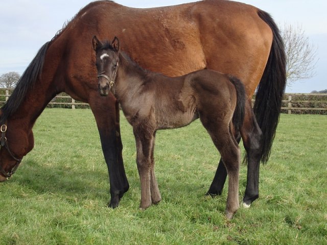 Coup de Gold third at Beverley on 22nd June 2021