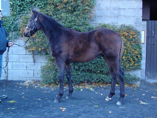 Crazy Tornado second at Musselburgh
