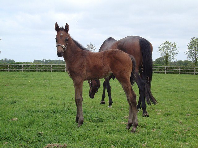 Crazy Tornado second at Musselburgh