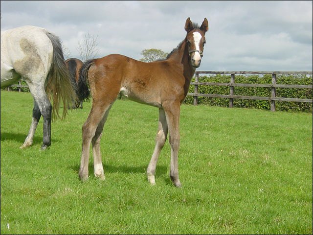 Cross Key third at Redcar