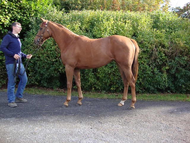 Cyrano wins at Sluzewiec on 4th October 2020