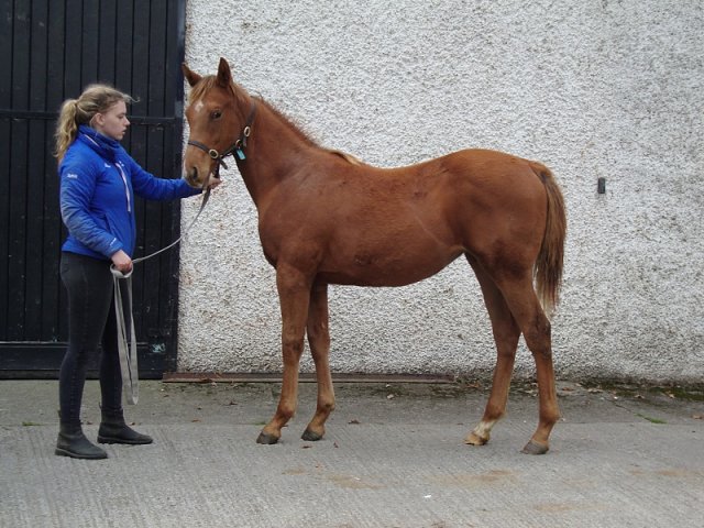 Cyrano wins at Sluzewiec on 4th October 2020
